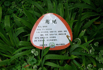 青枫公园植物科普馆第 5 张图片