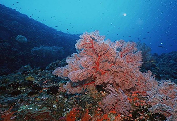 青岛梦幻海洋潜水世界第 23 张图片