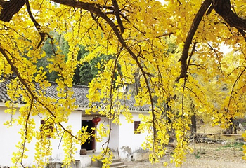 千年银杏谷文化旅游区第 8 张图片