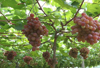 泰山蔬菜采摘观光旅游区第 3 张图片