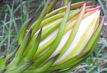 福源果场火龙果美食节第 1 张图片