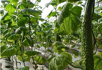 桃花岛采摘园第 4 张图片