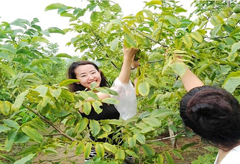 炒米山风景区第 2 张图片