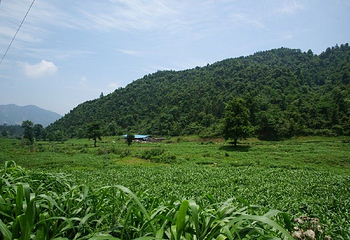 屏山旅游区第 8 张图片