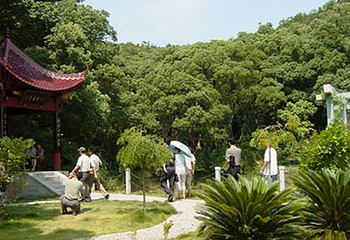 樟树林第 1 张图片