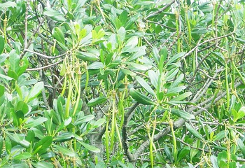 红树林保护区第 5 张图片