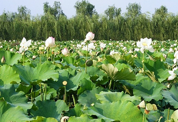 聊城南湖公园第 5 张图片