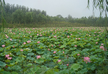 聊城南湖公园第 4 张图片