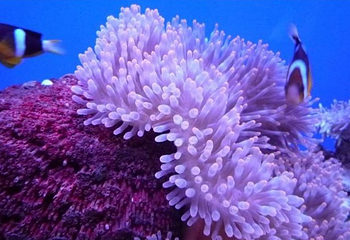 黑龙江省博物馆海洋世界第 6 张图片