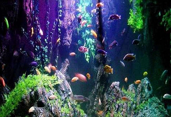 桂林海洋世界第 4 张图片