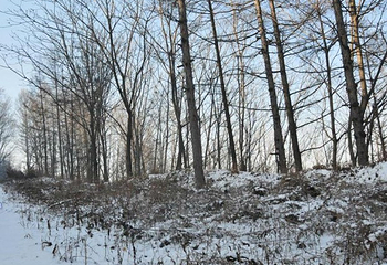 千叶湖滑雪场第 4 张图片