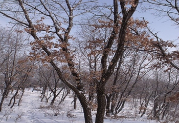金霖森林公园滑雪场第 5 张图片