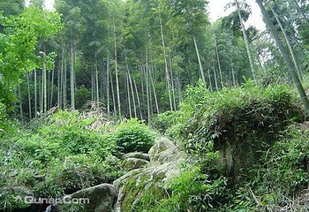 梅岭竹海明珠第 2 张图片