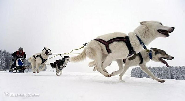 第八届南宫冰雪嘉年华