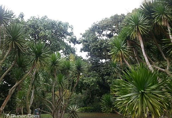 新加坡植物园第 117 张图片