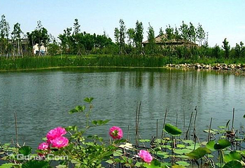 太湖新天地湿地公园第 3 张图片