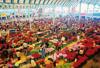 昆明斗南花卉市场第 29 张图片