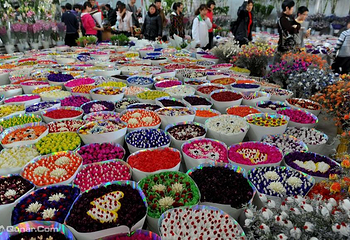昆明斗南花卉市场第 26 张图片