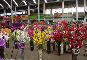 昆明斗南花卉市场第 27 张图片