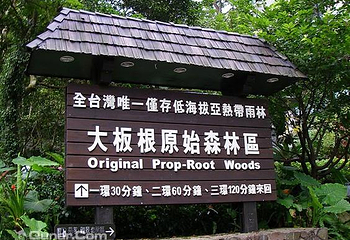 大板根森林第 1 张图片