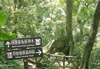 大板根森林第 6 张图片