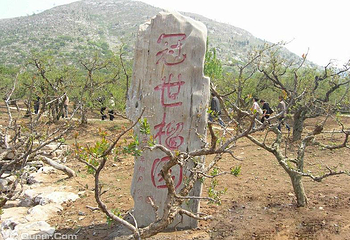 冠世榴园青檀景区第 17 张图片