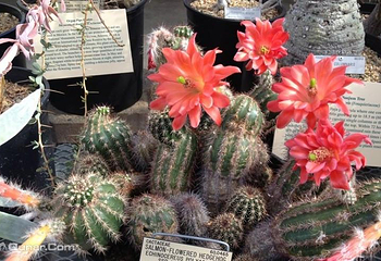 伯克利植物园第 4 张图片