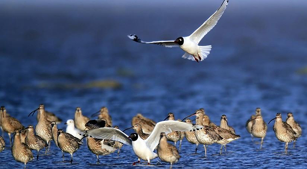 鄂尔多斯遗鸥自然保护区