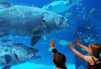 佐治亚水族馆第 19 张图片