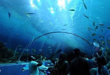 佐治亚水族馆第 16 张图片