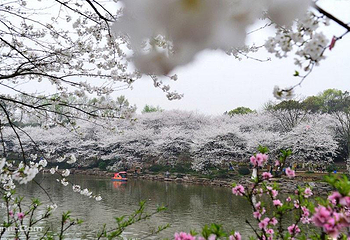 湖南省植物园第 22 张图片