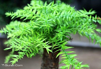 国家植物园南园第 13 张图片