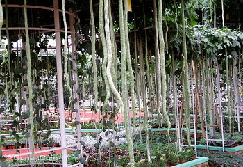 寿光蔬菜高科技示范园第 18 张图片