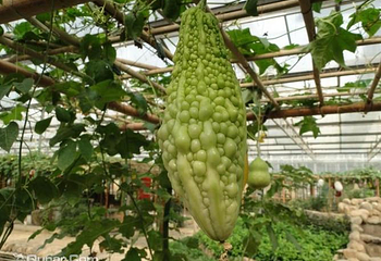 八桂田园第 9 张图片