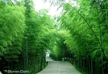 阳明山国家森林公园第 24 张图片