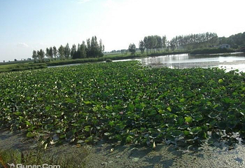 安邦河国家湿地公园第 19 张图片