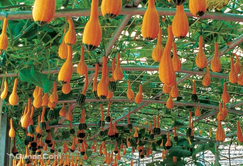寿光市生态农业观光园第 3 张图片