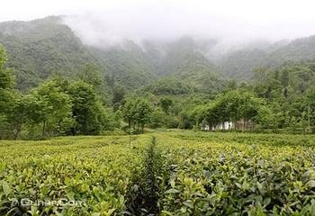 陇南阳坝梅园沟第 7 张图片
