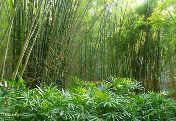 福州国家森林公园第 24 张图片