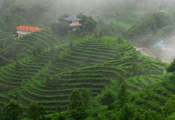 青岛茶山第 9 张图片