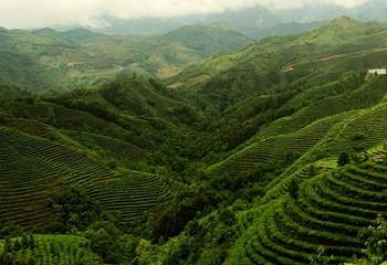 青岛茶山第 8 张图片