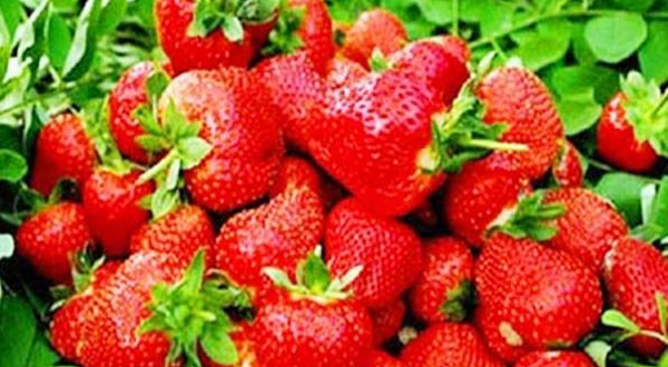 老刘草莓采摘基地