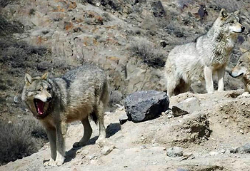 天山野生动物园第 4 张图片