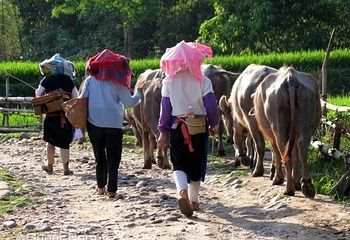 大槟榔园民族文化生态旅游村第 3 张图片