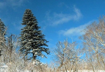 亚布力新体委滑雪场第 41 张图片