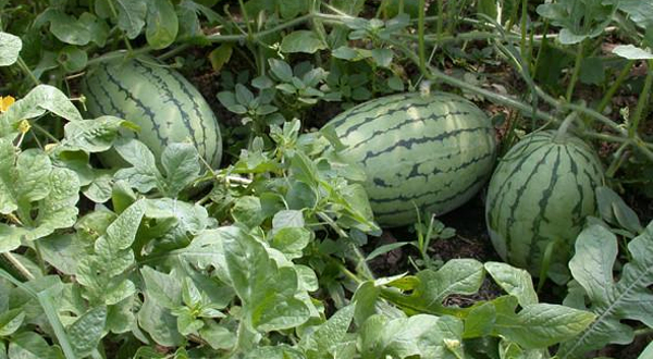 新概念西甜瓜试验示范园