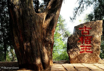 翠云廊第 45 张图片