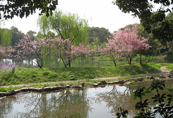 太湖花卉园第 5 张图片