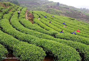 茶山竹海第 8 张图片