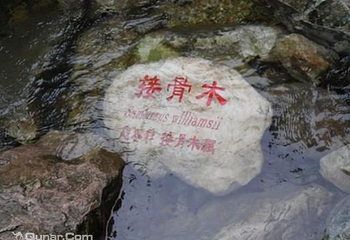 梨木台第 20 张图片
